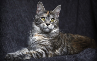 Cat regal yellow eyes rococo - regal free wallpaper