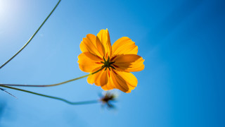 Yellow flower blue sky macro 3 - thin free wallpaper for desktop