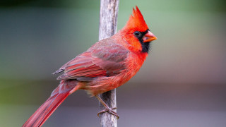 Red bird black face red - a red beak free wallpaper