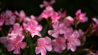 Pink flowers blooming macro bokeh - the dark room free wallpaper