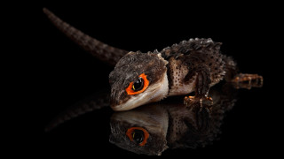 Small lizard orange eyes reflection - its reflection free wallpaper