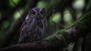 Small owl mossy branch forest - a small owl free wallpaper