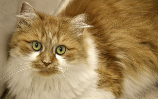 Sad cat green eyes couch - a couch free wallpaper for desktop