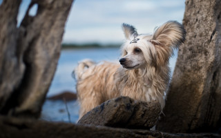 Dog rock water tree photorealism - a rock next free wallpaper