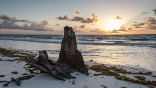 Tree stump beach sunset clouds - a tree stump free wallpaper