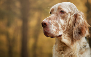 Dog white brown coat trees - the background in the background free wallpaper