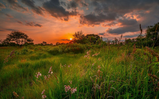 Flower field sunset trees cloudy - under a cloudy sky free wallpaper for desktop