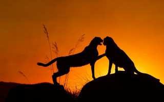 Cheetahs sunset rocks wildlife silhouette - brothers hildebrandt free wallpaper