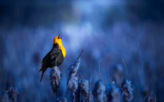 Yellow headed bird branch blue - a yellow head free wallpaper