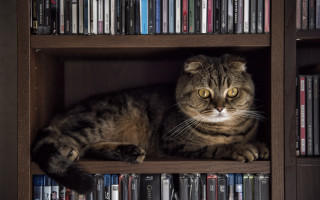 Cat shelf dvds library yellow - many free wallpaper