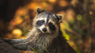 Raccoon grass blurry background photorealistic - darrell riche free wallpaper