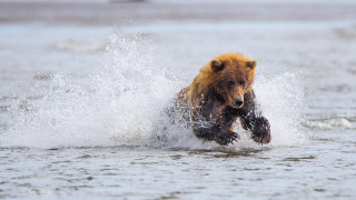 Brown bear running water fish - its mouth and a fish free wallpaper