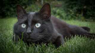 Curious black cat green eyes - a black cat free wallpaper