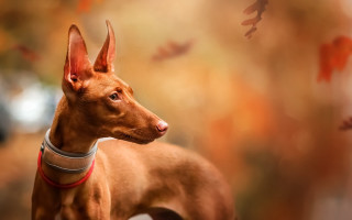Dog collar tree photorealism portrait - its neck free wallpaper