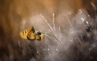 Butterfly grass rain dew macro - the rain free wallpaper