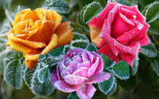 Three colored flowers green leaves - rose free wallpaper