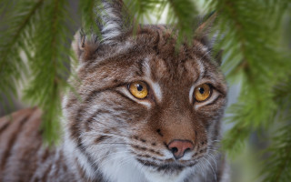 Cat yellow eyes tree branch 2 - a close up of a cat free wallpaper