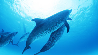 Dolphins underwater sunlight ocean bubble - damien hirst free wallpaper