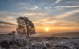 Sunset tree field clouds horizon - a tree in a field free wallpaper