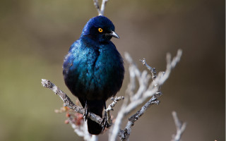 Blue bird sitting on branch - a blue bird free wallpaper