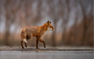 Red fox walking wet ground - a red fox free wallpaper