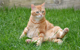 Sad cat grass outdoors blurry 2 - glamor pose free wallpaper