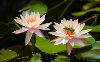 Pink water lilies frog pond - a frog free wallpaper