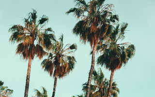 Palm trees blue sky birds - a few bird free wallpaper for desktop