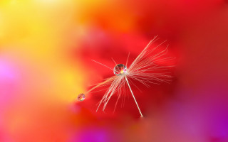 Dandelion red moon sunset macro - macro art free wallpaper