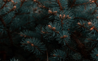 Pine needle cone bokeh nature - needle free wallpaper