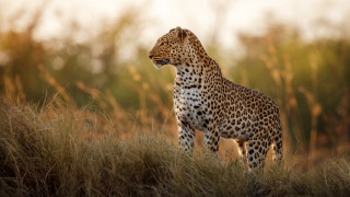 Cheetah field trees light sky - a cheetah free wallpaper