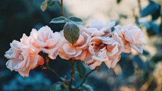 Pink flowers water droplets bokeh - a garden free wallpaper