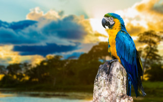 Blue yellow parrot river trees - parrot free wallpaper for desktop