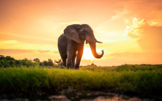 Elephant lush green field sunset - an elephant free wallpaper