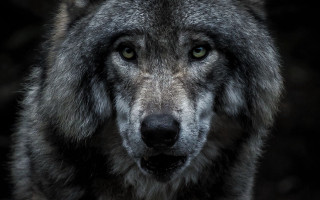 Wolf whiteface blackeyes sadlook naturalism - a white face free wallpaper for desktop