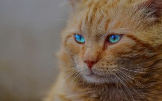 Cat blue eyes macro realistic - mannerism free wallpaper for desktop