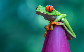 Frog red eyes purple flower - a frog free wallpaper
