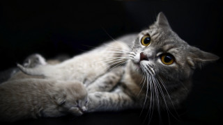 Cat owl wolf yellow eyes - eye open free wallpaper