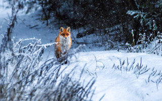 Fox snow woods wildlife impressionist - food free wallpaper