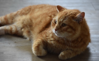 Sad cat floor glamour rococo - glamor pose free wallpaper