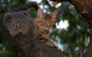 Curious cat on tree branch - curious free wallpaper