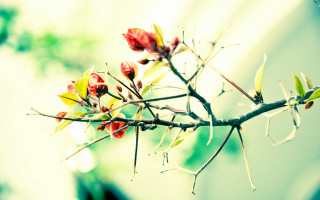 Branch red yellow flower blurry - chang daichien free wallpaper