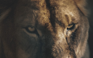 Lion closeup eyefocus realistic animal - a blurry background of the image free wallpaper