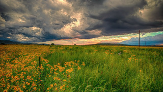 Flower field fence cloudy sky - stormy weather free wallpaper