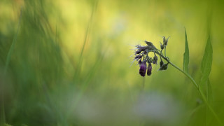 Purple flower macro grass blurry - a purple flower free wallpaper for desktop