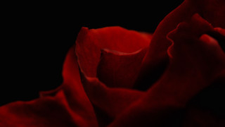 Red rose macro black background - rose free wallpaper for desktop