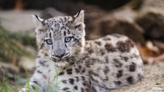 Snow leopard cub curious blue - a curious look free wallpaper