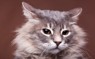 Cat serious whiskers animal focus - expressionism free wallpaper