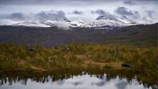 Mountain lake forest cows sky - free winter wallpaper
