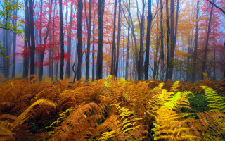 Mystical autumn forest foggy leaves - mystical free wallpaper for desktop